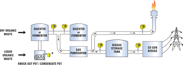 Biomass Fermentation